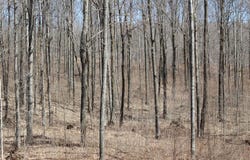 ON WILL RD, Mellen, WI 54546