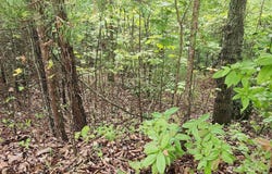 Boysenberry Drive lot: 104, Nebo, NC 28761