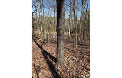 TBD Joy Lane Parcel B, Mena, AR 71953-9999