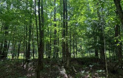 On Shotgun Rd, Ironwood, MI 49938