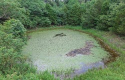 TBD Low Gap  RD, West Fork, AR 72774