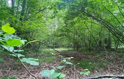 1.47 Acres Stonecrop Road, Wausau, WI 54401
