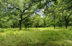 Tbd County Road 131, Gainesville, TX 76240
