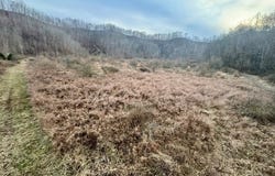 Cow Branch, Belfry, KY 41514