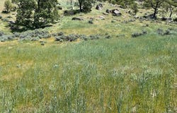 29520 Butterfield, Tehachapi, CA 93561