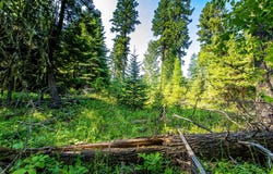 595 Wapiti Lane, Bigfork, MT 59911