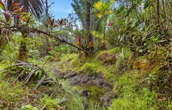 29-2828 KAIWIKI HOMESTEAD RD, Hakalau, HI 96710