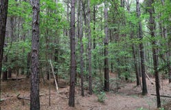 TBD Slay Rd., Olla, LA 71465