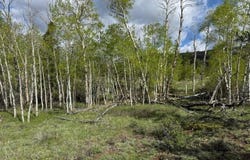 137 Cimarron Rd, Red Feather Lakes, CO 80545