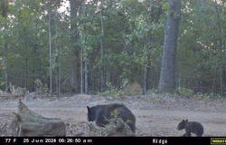 County Road 630, Gainesville, MO 65655