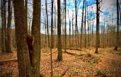 Petersen Road, Hancock, NY 13783
