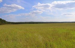TBD Browns Pond Road, Wagener, SC 29164-0000