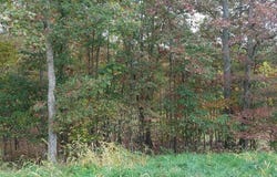13902 ROLLING OAK DRIVE, ELLERSLIE, MD 21529