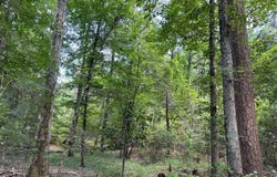 TBD Old Hwy. 165, Pollock, LA 71407