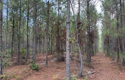 0 (lot 3) Corbitt Road, Manor, GA 31550