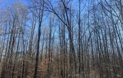 Excalibur Trail (Lot 261), Cedar Grove, TN 38321
