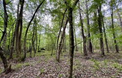 0 County Road 6, Sweet Water, AL 36782