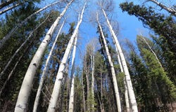 NHN Castle Rock Hill Road, Trego, MT 59934