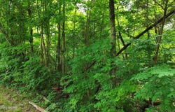 1429 Gossom Ln, Milton, KY 40045