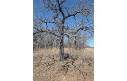 277 Vista Pointe Drive, Chico, TX 76431