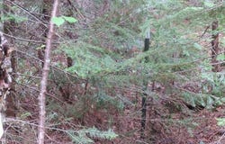 TBD Off Snowmobile Trail 133, Mohawk, MI 49950