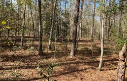 6005 Old Salkehatchie Rd, Early Branch, SC 29916