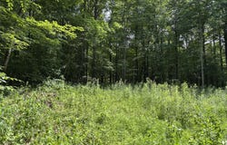 Molly Road, Crawley, WV 24931