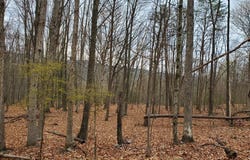 WALNUT RIDGE ROAD, OLDTOWN, MD 21555