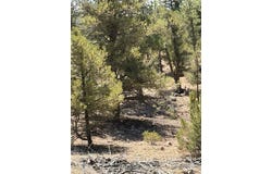 9th Trail, Cotopaxi, CO 81223