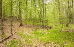 4848 Cutler Road, Six Lakes, MI 48886