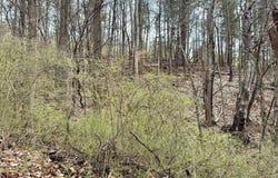 TBD Cherry Blossom Lane, Wytheville, VA 24382