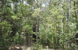 0 Ridge Road, Greenville, AL 36037