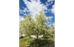 2225 North Drive, Butte, MT 59701