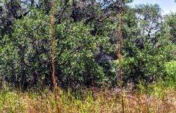 Proposed Hwy 35 Bypass, ROCKPORT, TX 78382