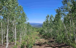 TBD CR 240, Durango, CO 81301