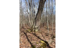 40 Acres 52ND Street, Pullman, MI 49450