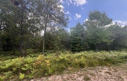 12 Acres Michigan Oaks Lane, Indian River, MI 49749