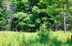 TBD DE TARS, CHARLEVOIX, MI 49720