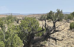 Lots 63&64 Abbe Springs Ranch, Magdalena, NM 87825