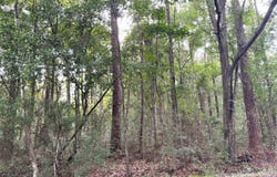 - River Music Drive, Gautier, MS 39553