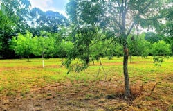 00 Beulah Church Road, Alma, GA 31510