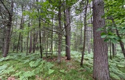 TRAILWOOD DR lot: #90, Minocqua, WI 54548