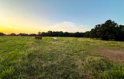 TBD Lightning Bug Lane, Goodman, MO 64843