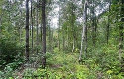 Lot 1 Patriot Ave, Pequot Lakes, MN 56472