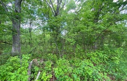 Lot 13 TAVISTOCK, WINCHESTER, VA 22602