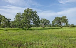 TBD Schoenst Road, Carmine, TX 78932