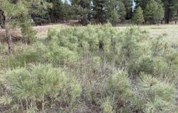 213 HIGH POINT Drive, Mormon Lake, AZ 86038