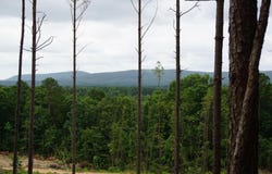 XXX Palmer Mountain Road, Caddo Gap, AR 71935