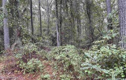 11th St, Vernon, AL 35592