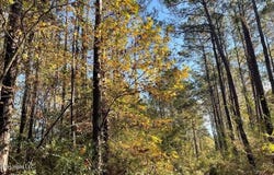 Delaware Avenue, McComb, MS 39648